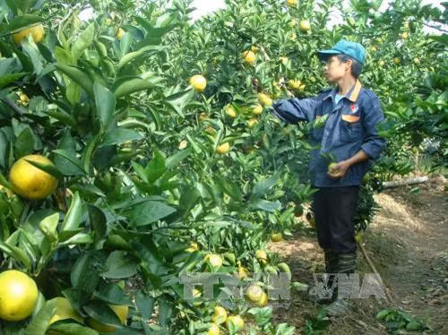 Hưng Yên hình thành vùng trồng cam theo tiêu chuẩn VietGap