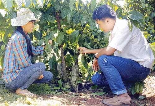 Kết quả khả quan từ tái canh cà phê ở xã Nhân Cơ