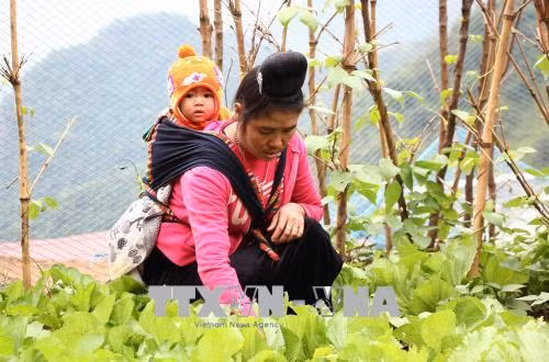 Cuộc sống của người dân vùng lũ Mường La đang dần hồi sinh