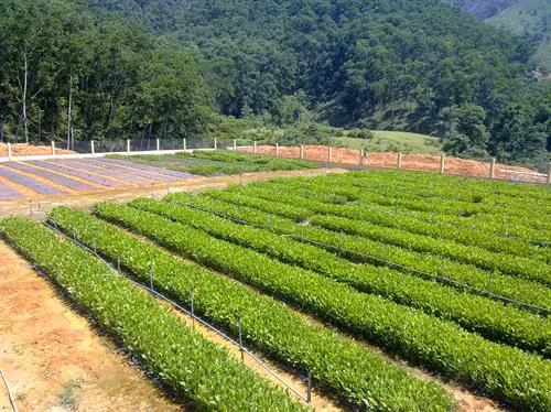 Khu Bảo tồn thiên nhiên Xuân Liên nhân giống cây giổi ăn hạt để phục vụ trồng rừng gỗ lớn