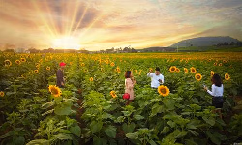 Nghệ An tổ chức Lễ hội hoa hướng dương năm 2019