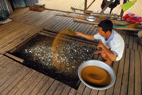 Nhiều mô hình, giải pháp giúp người dân sống chung với không có lũ ở ĐBSCL