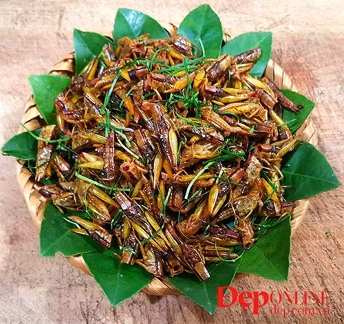 Châu chấu rang mùa gặt, món ngon của làng quê Bắc Bộ