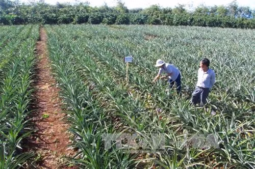 Giải pháp cho phát triển nông nghiệp bền vững