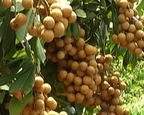 Nhãn muộn Khoái Châu mùa quả ngọt