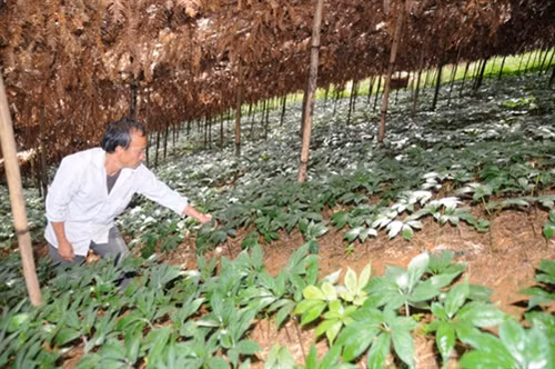 Người nông dân tìm ra cây “mũi nhọn”