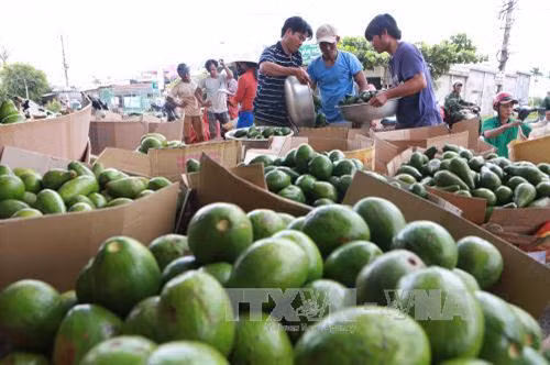 Anh Lê Sỹ Huế trồng bơ có hiệu quả kinh tế cao