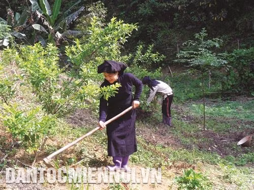 Chợ Đồn phát triển cây trồng hàng hóa