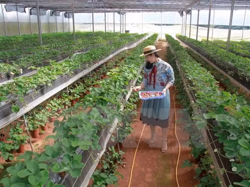 Phát triển nông nghiệp thông minh trong xu hướng cách mạng 4.0