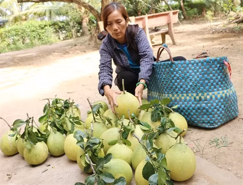 Sóc Trăng: Bưởi đón Tết Nguyên đán giá cao, nhà vườn phấn khởi