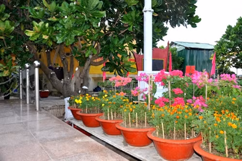 Đảo Sơn Ca có “Vườn hoa Đại tướng”