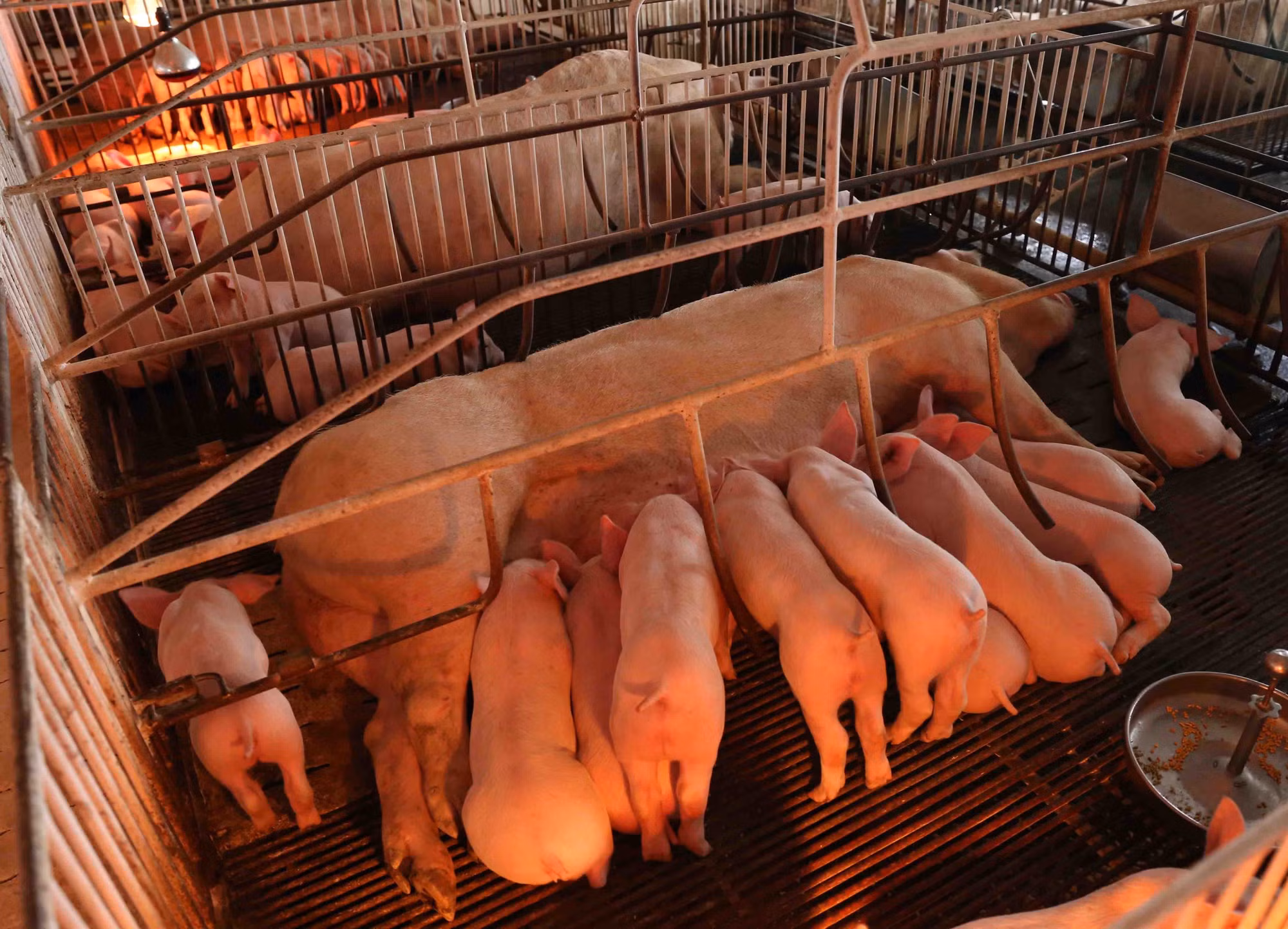 Toàn huyện hiện có tổng đàn 260.000 con. 