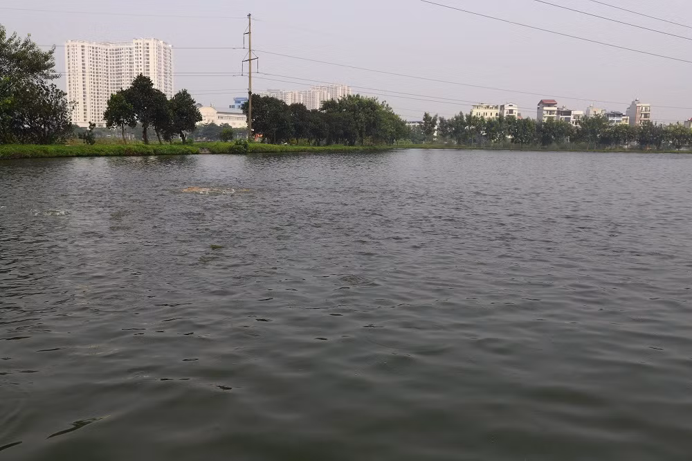 Hà Nội giai đoạn tới sẽ tiếp tục nghiên cứu, đề xuất thành phố ban hành một số chính sách đặc thù nhằm khuyến khích nuôi trồng thủy sản hữu cơ, qua đó tạo nguồn thực phẩm sạch, hướng tới xây dựng thương hiệu thủy sản Hà Nội.