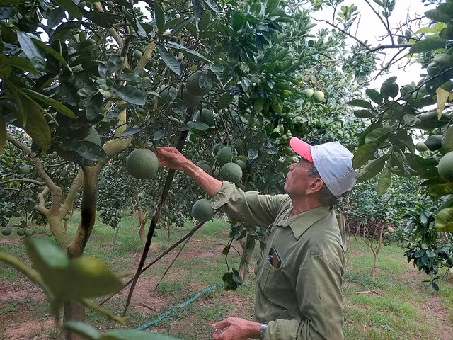 Ông Hoàng Đình Thận ở đội 1, thôn Ba Nhà, xã Yên Sơn, huyện Quốc Oai (Hà Nội) bên vườn bưởi Diễn sai trĩu quả.