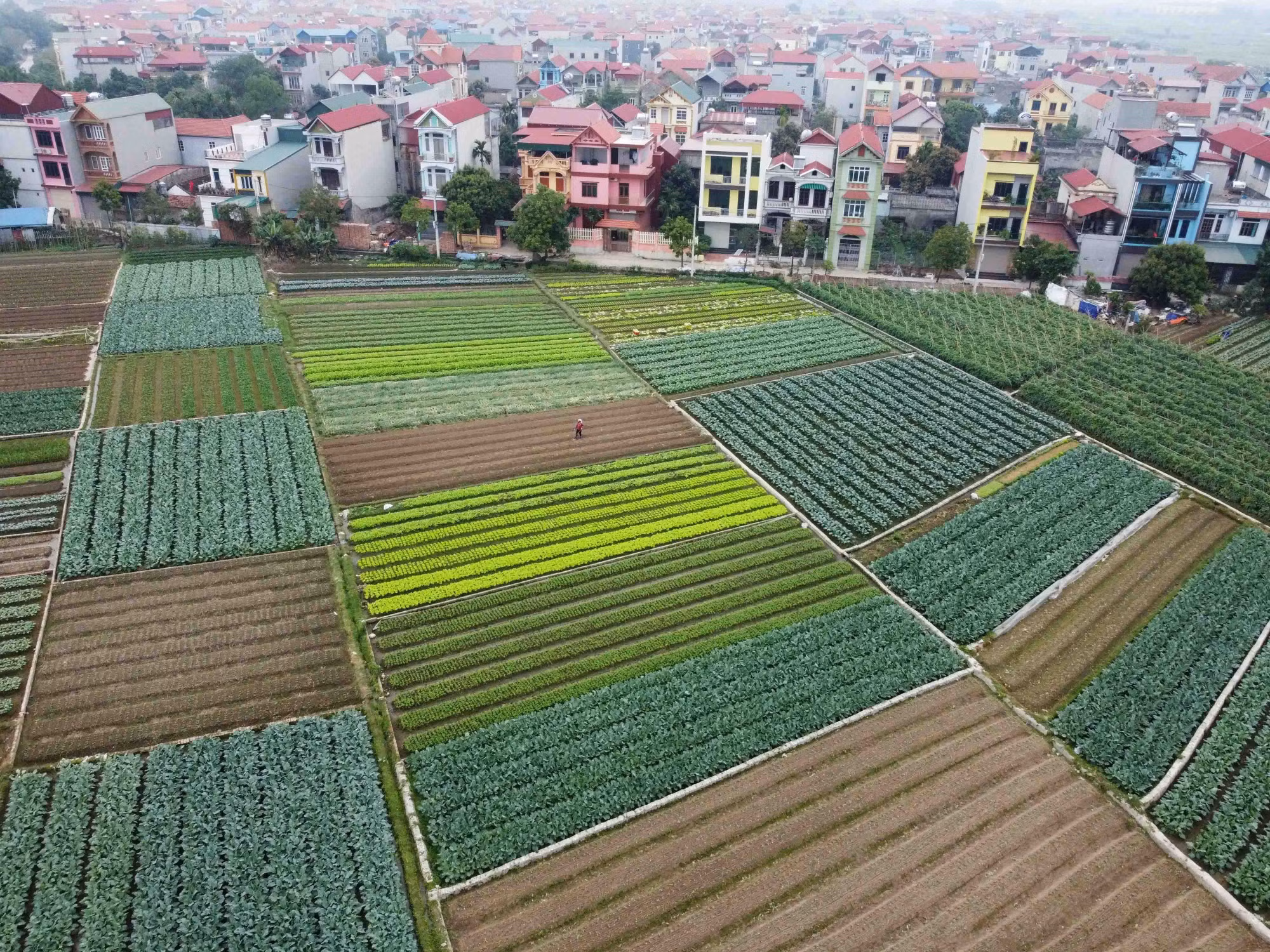 Hà Nội là một trong số ít các địa phương trong cả nước có tốc độ phát triển hợp tác xã nông nghiệp nhanh cả về số lượng và chất lượng.