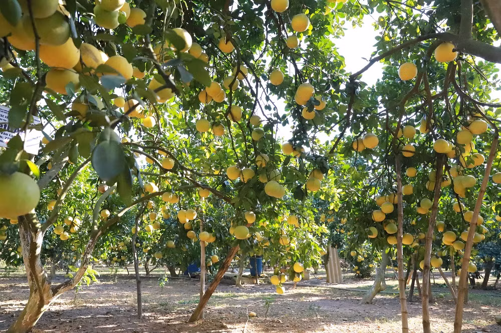 Việt Nam hiện có diện tích đất trồng trọt hữu cơ hơn 63.000ha.