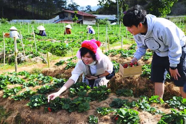 Nhiều hộ đồng bào dân tộc K’ho ở xã Đạ Sar, huyện Lạc Dương (Lâm Đồng) tham gia trồng dâu tây, góp phần thu hút khách du lịch tới tham quan, trải nghiệm. Ảnh: An Thành Đạt