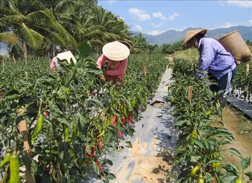 Ninh Thuận: Trồng “ớt Hàn Quốc” giúp người dân nâng cao thu nhập