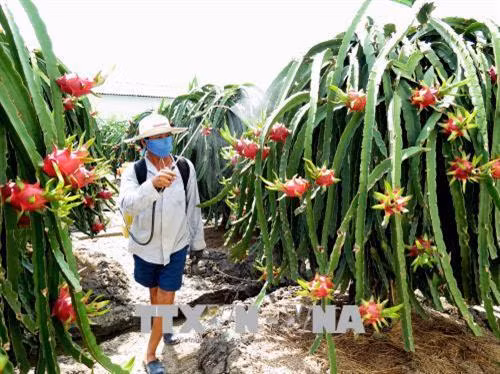 Trừ ốc sên hại thanh long