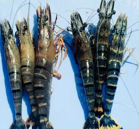 Bệnh đầu vàng ở tôm