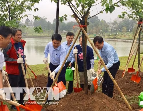 Hà Nội trồng thêm nhiều cây hoa anh đào tại Công viên Hòa Bình