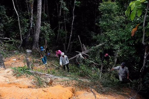 Ban Quản lý rừng phòng hộ Vân Canh làm tốt công tác quản lý, bảo vệ và phát triển rừng