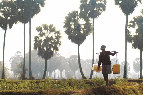 Cây thốt nốt Nam Bộ