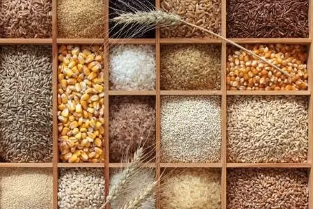 Các công nghệ sản xuất ngũ cốc trong tương lai