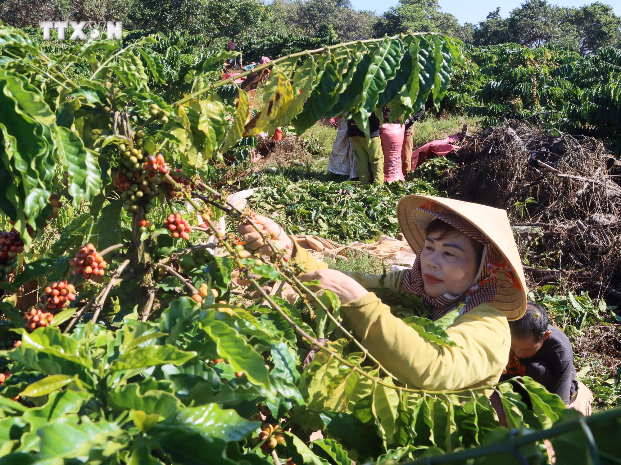 vna_potal_nong_dan_trong_ca_phe_o_binh_phuoc_phan_khoi_vao_vu_7073881.jpg