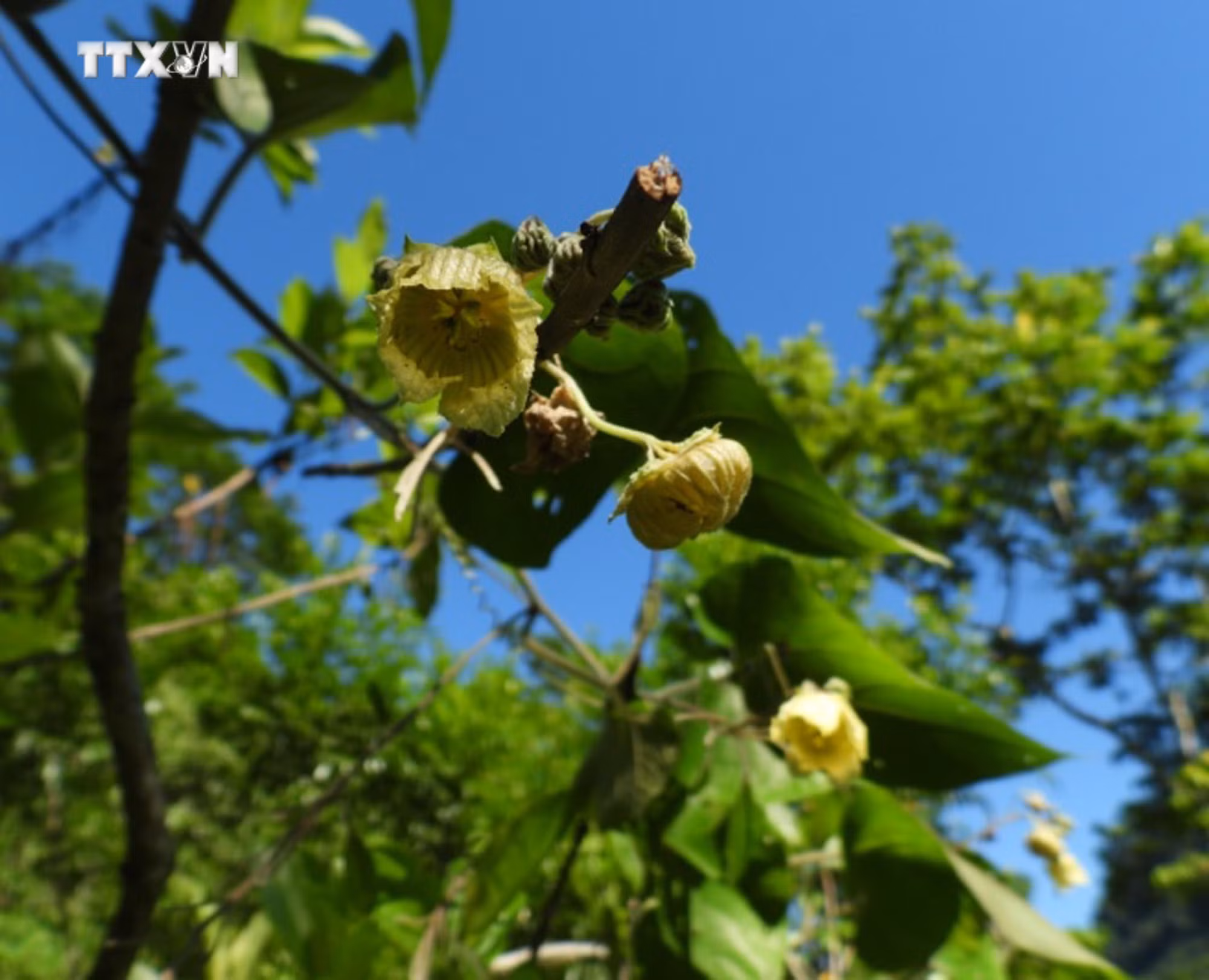 vna_potal_thanh_hoa_trong_va_nhan_giong_thanh_cong_loai_duoc_lieu_quy_la_han_qua_7485400.jpg