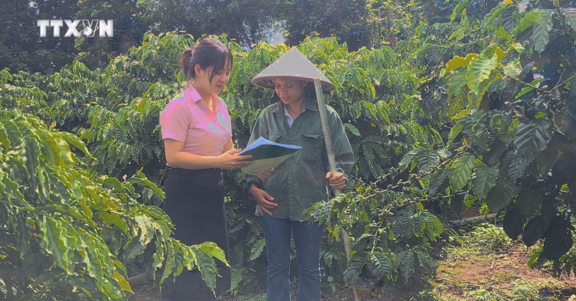 vna_potal_gia_lai_hon_500000_ho_ngheo_duoc_thu_huong_nguon_von_tin_dung_chinh_sach_xa_hoi_7478915.jpg