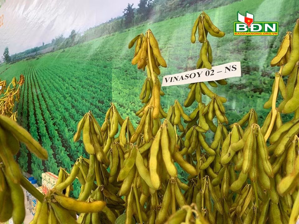 Giống đậu nành Vinasoy 02-NS cho năng suất 2,5-3 tấn/ha. Nguồn: baodaknong.org.vn