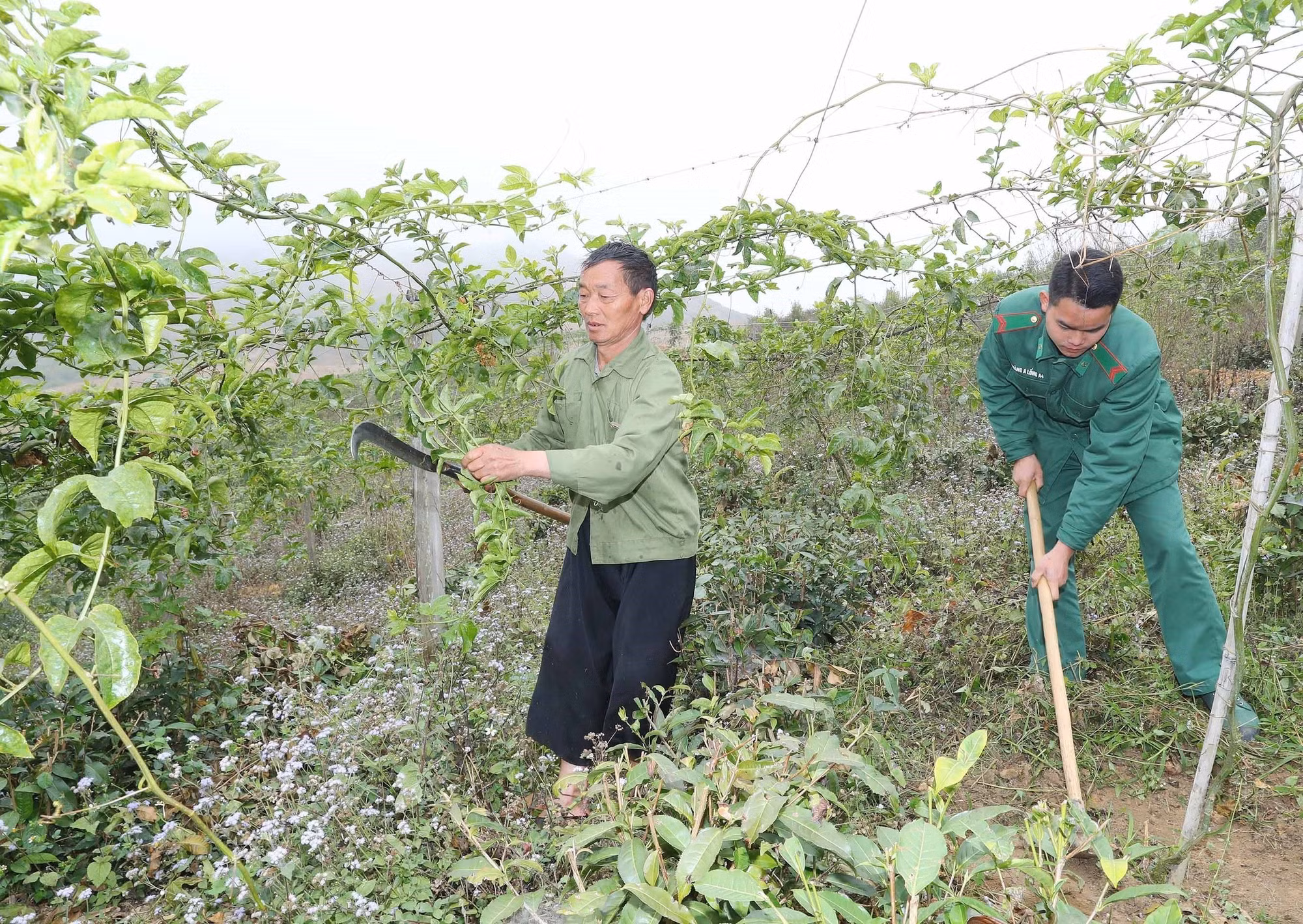 Cán bộ, chiến sĩ Đồn Biên phòng cửa khẩu Lóng Sập tư vấn kỹ thuật và cách chăm sóc vườn chanh leo của gia đình anh Tráng Láo Tú, bản Phiêng. Ảnh: Trọng Đức - TTXVN