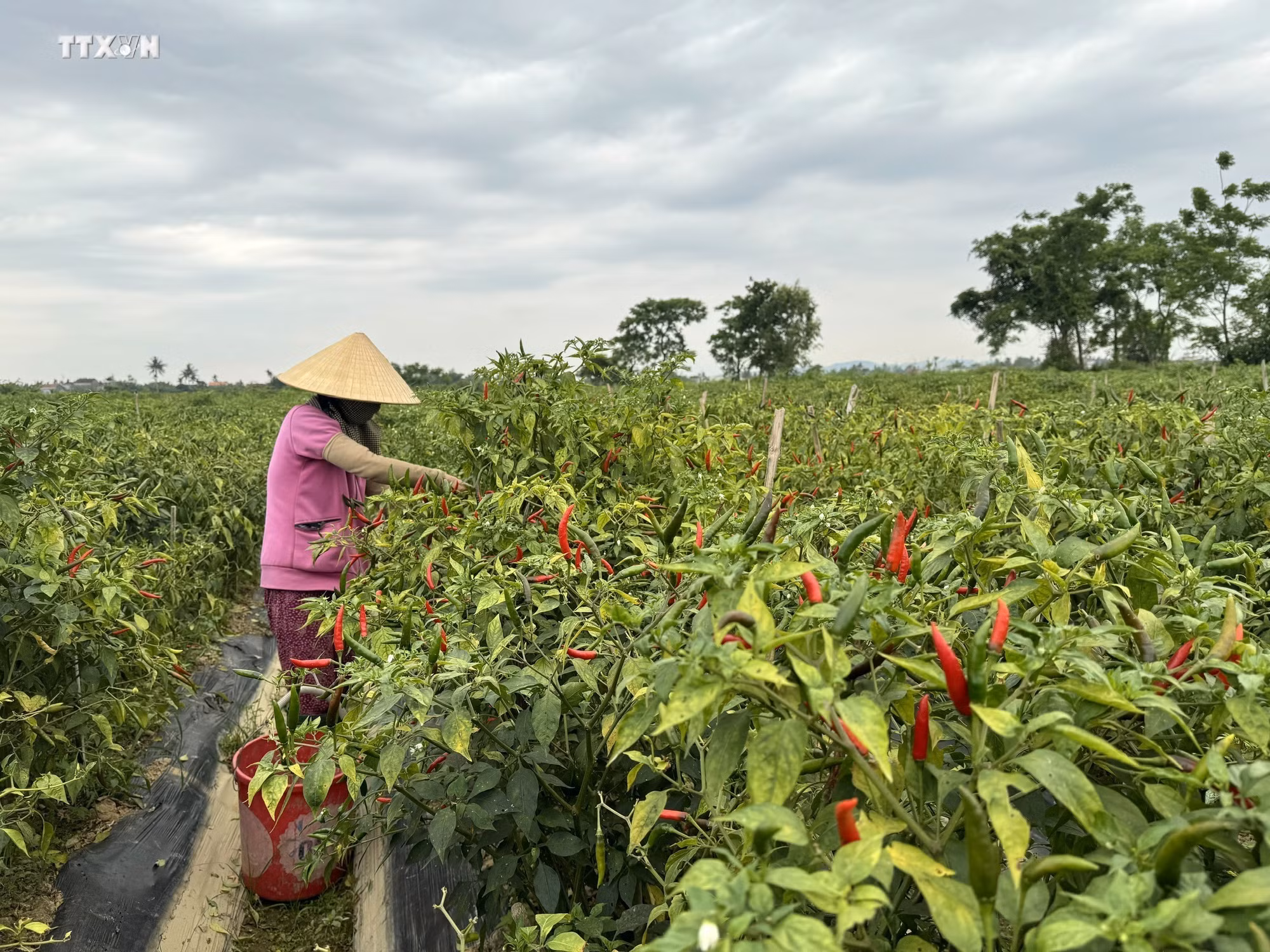vna_potal_quang_ngai_day_manh_tai_co_cau_nganh_nong_nghiep__7746713.jpg