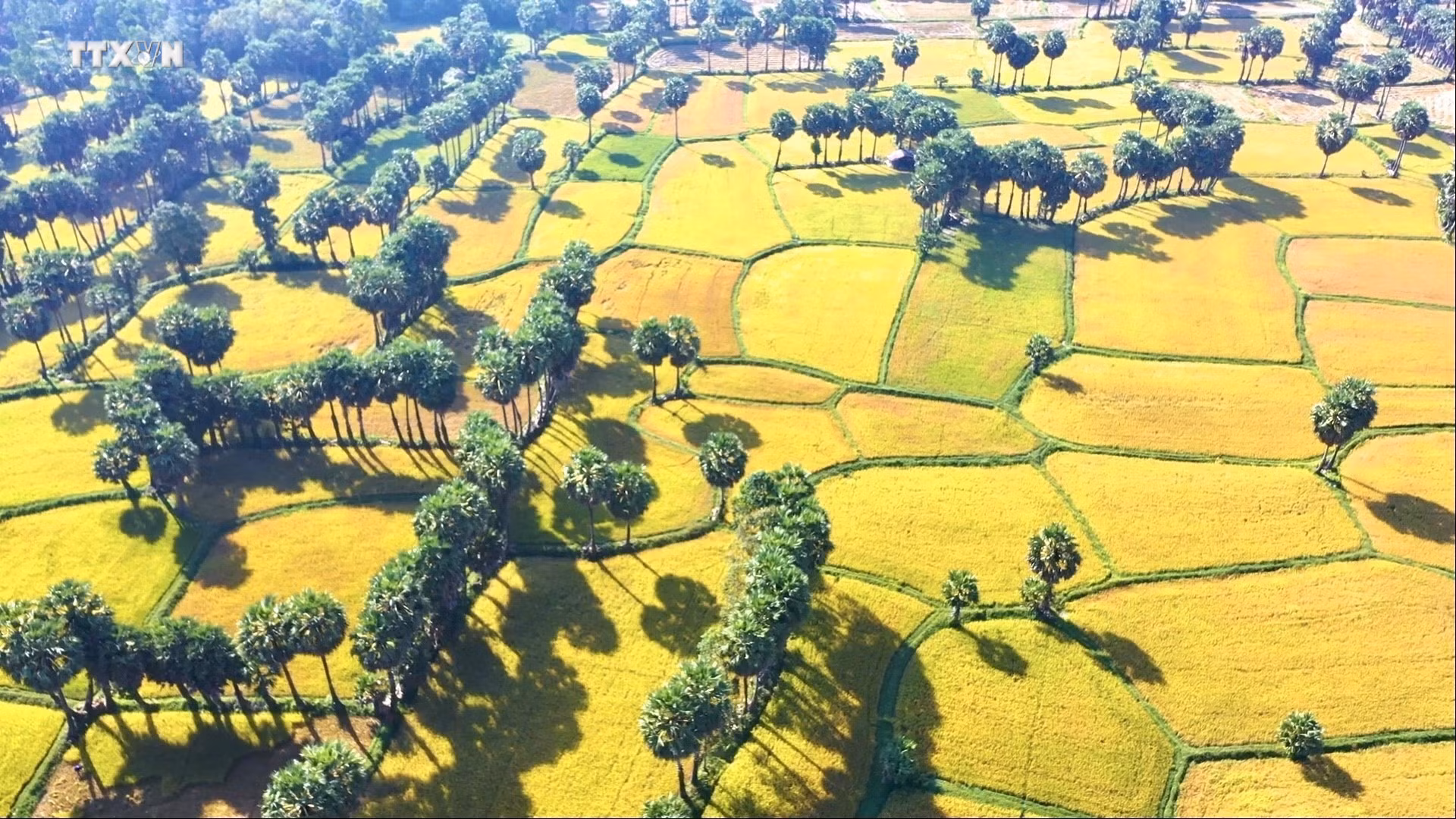 vna_potal_an_giang_xay_dung_thuong_hieu_thot_not_huu_co_tang_thu_nhap_cho_nong_dan__7152786.jpeg