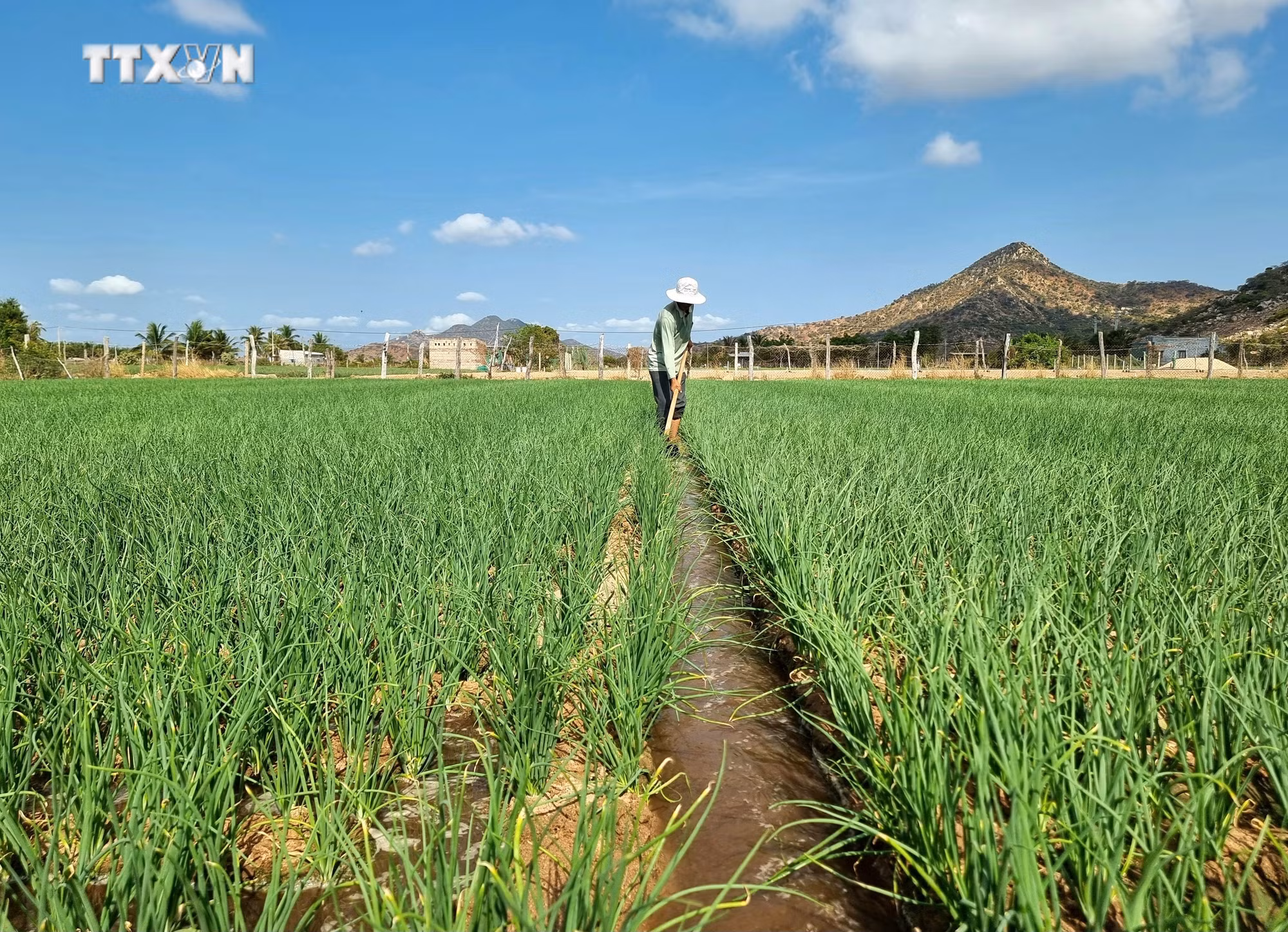 vna_potal_ninh_thuan_chu_dong_ung_pho_voi_nguy_co_kho_han_bao_ve_vung_san_xuat_7314003.jpg