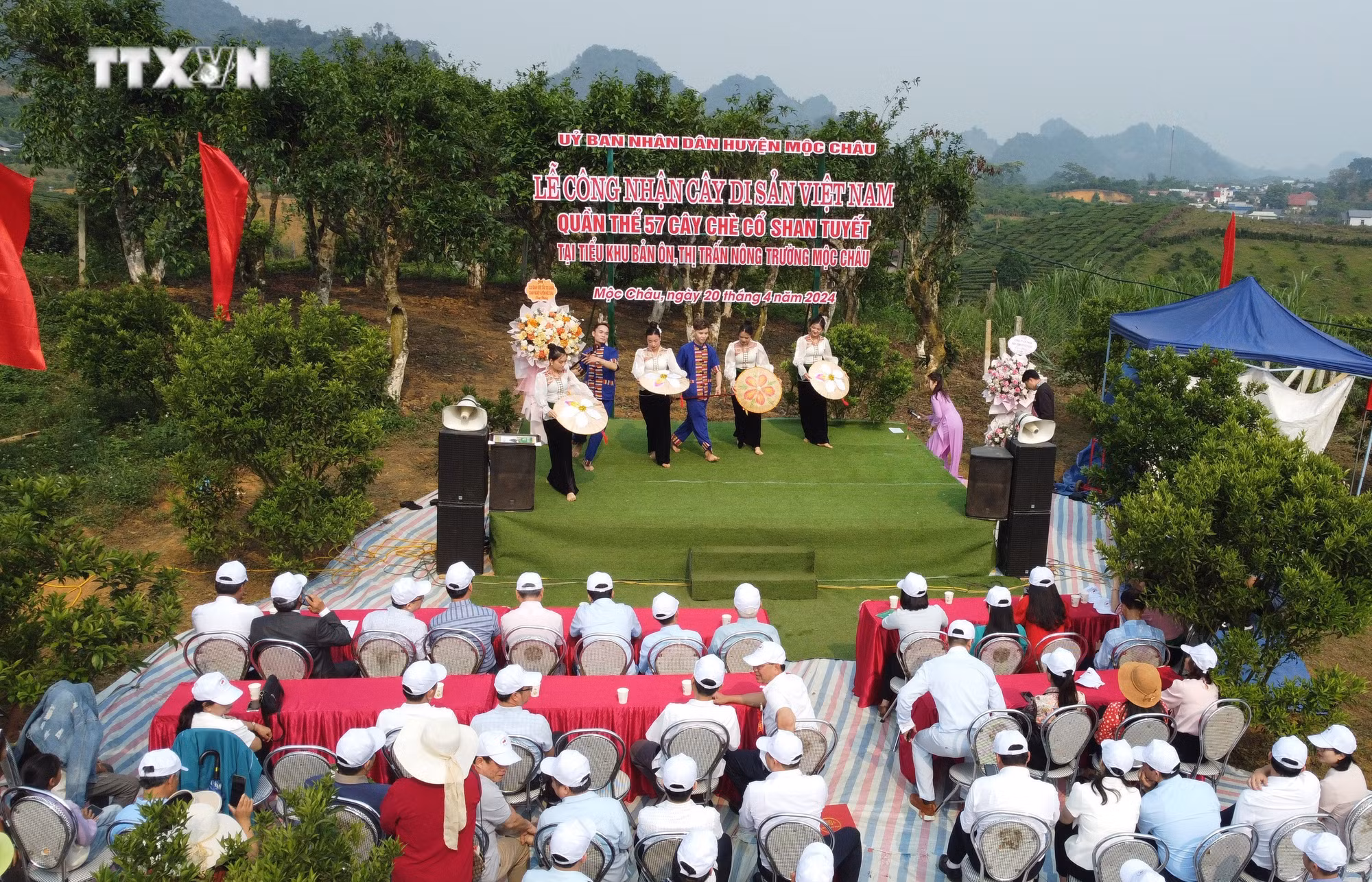 vna_potal_son_la_cong_nhan_quan_the_57_cay_che_co_shan_tuyet_o_moc_chau_la_cay_di_san_viet_nam_7332368.jpg