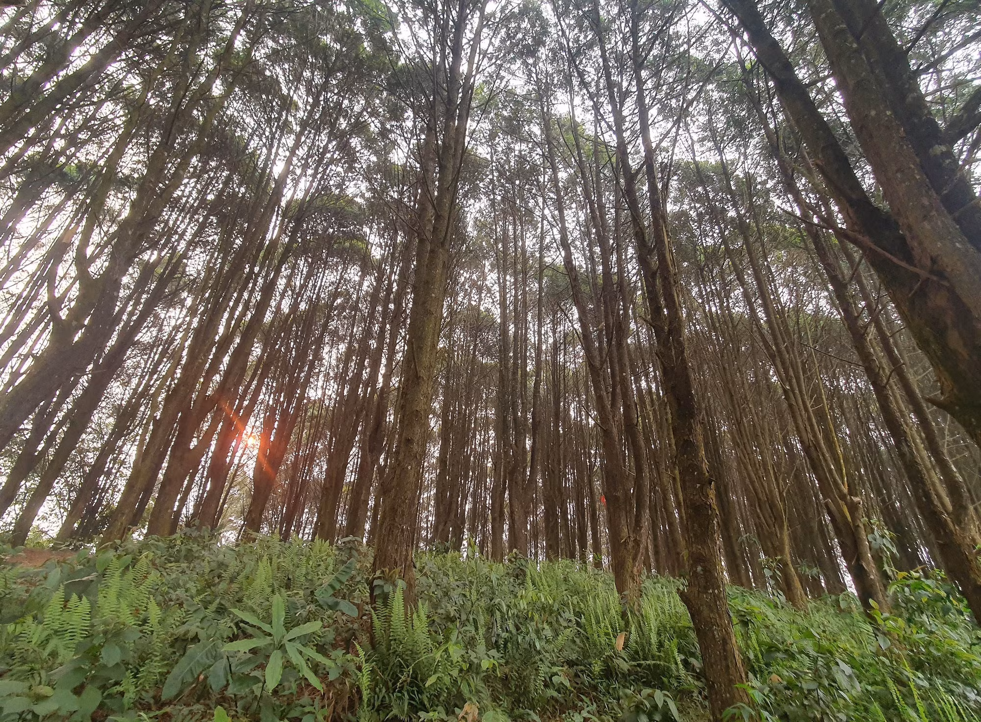 Nghệ An tăng năng suất rừng trồng