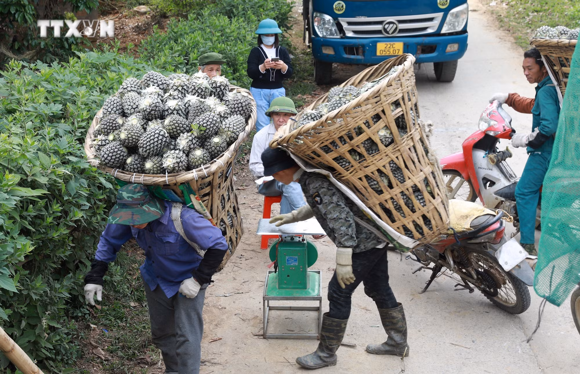 vna_potal_nguoi_dan_trong_dua_ban_lau_phan_khoi_duoc_mua_duoc_gia_7267095.jpg