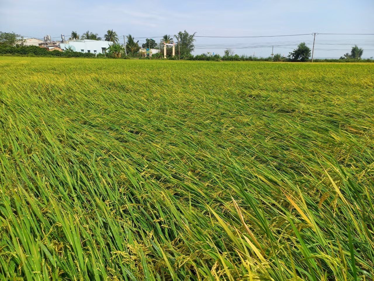 Kon Tum: Mưa đá gây thiệt hại nhiều tài sản, hoa màu