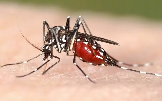 An Giang tăng cường phòng, chống bệnh Chikungunya