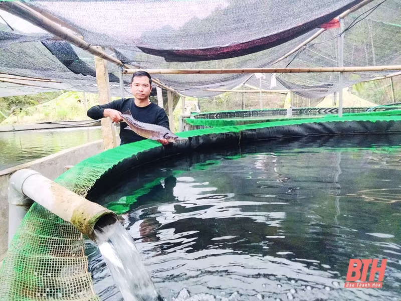Anh Phạm Ngọc Thanh thu nhập tiền tỷ từ mô hình nuôi cá tầm