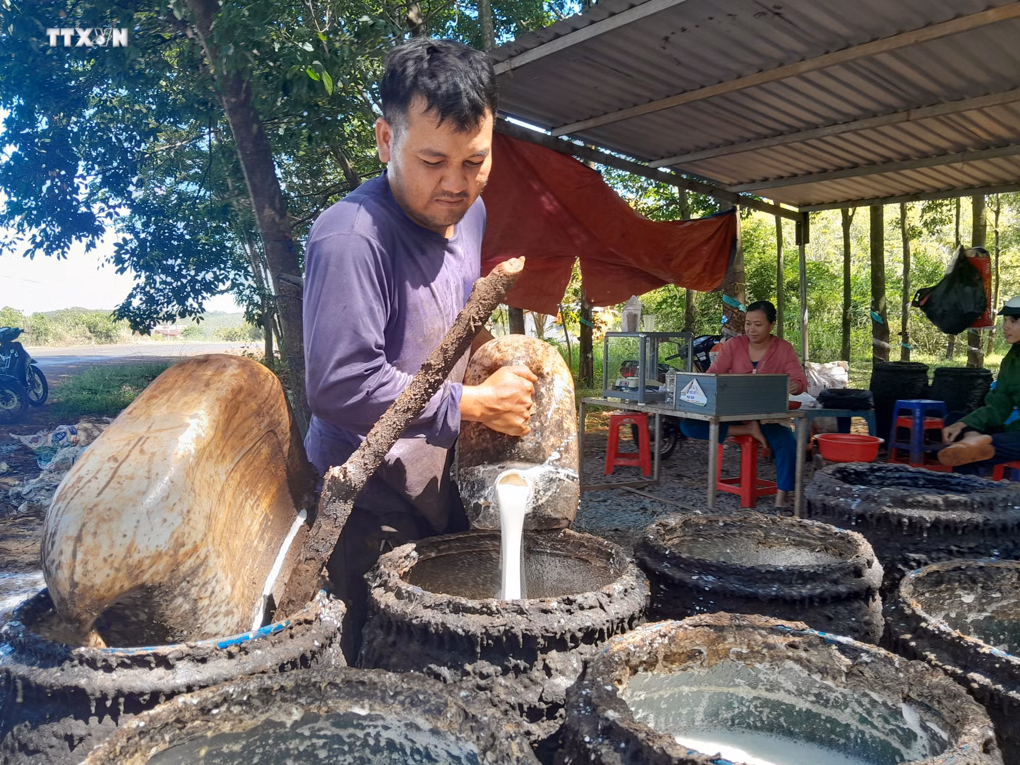 vna_potal_binh_phuoc_gia_mu_cao_su_lien_tuc_tang_nha_nong_phan_khoi_7646640.jpg