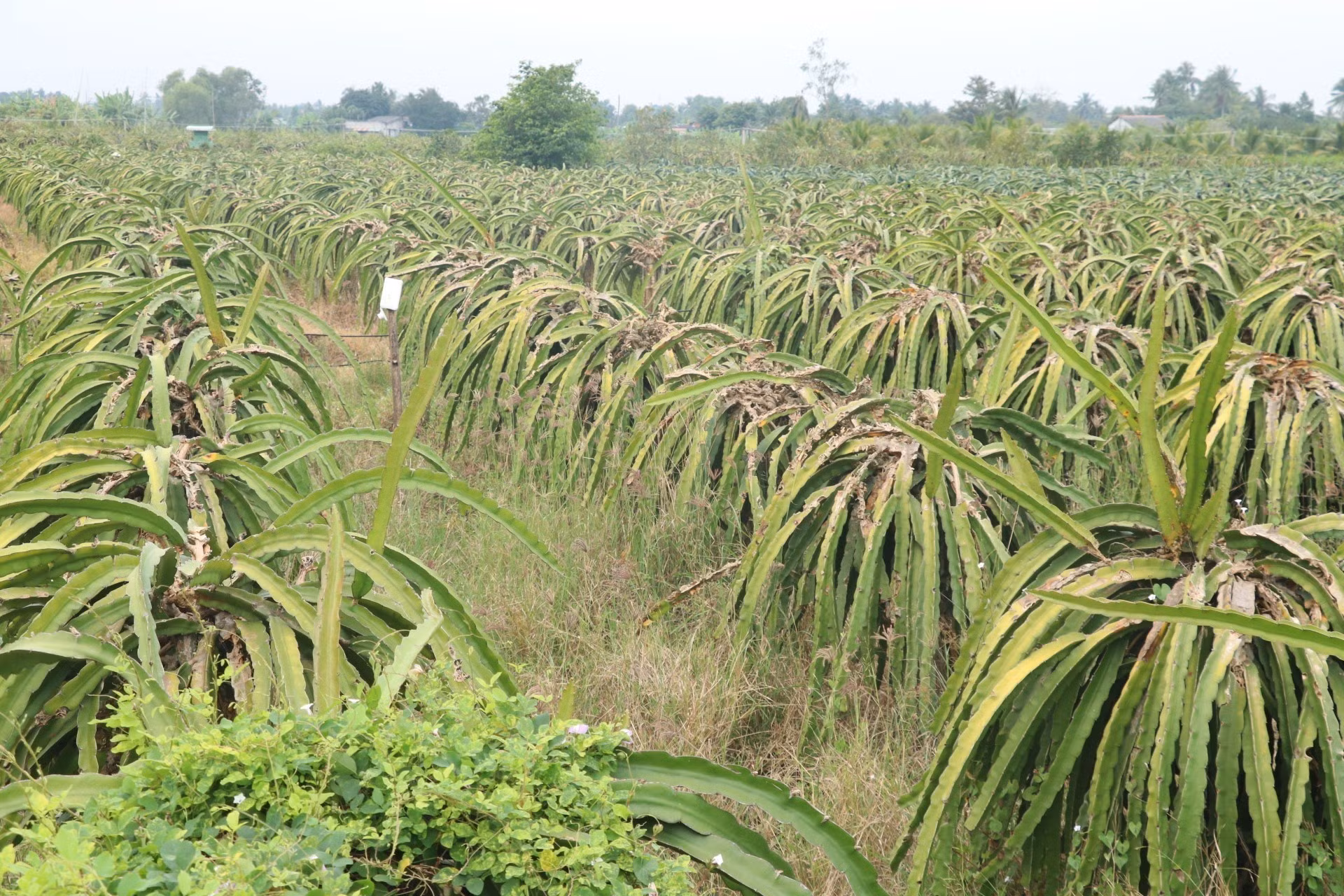 Phát triển bền vững cây thanh long (Bài 1)
