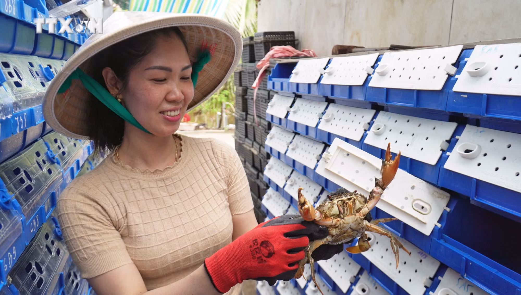 vna_potal_nuoi_cua_trong_hop_nhua_huong_di_nhieu_sang_tao_cua_nong_dan_ca_mau__7387433.jpg