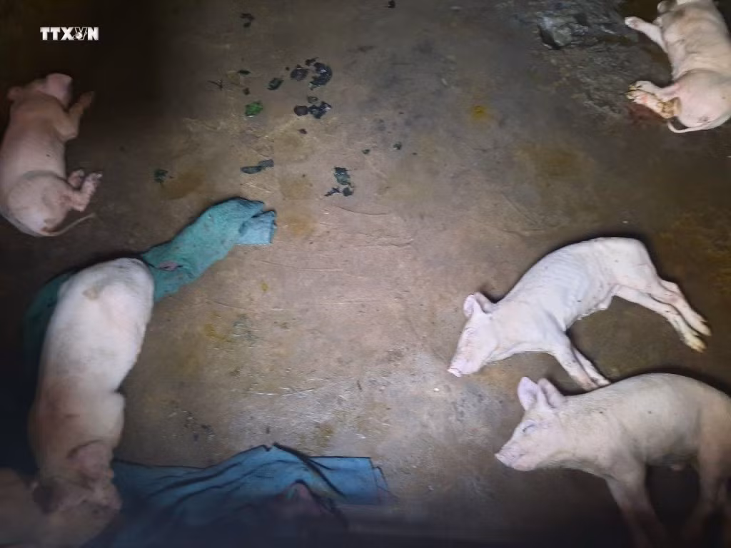 Dịch tả lợn châu Phi tiếp tục lây lan, các địa phương khẩn trương ứng phó