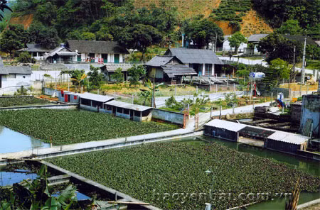 Thoát nghèo nhờ nuôi ba ba gai ở Văn Chấn
