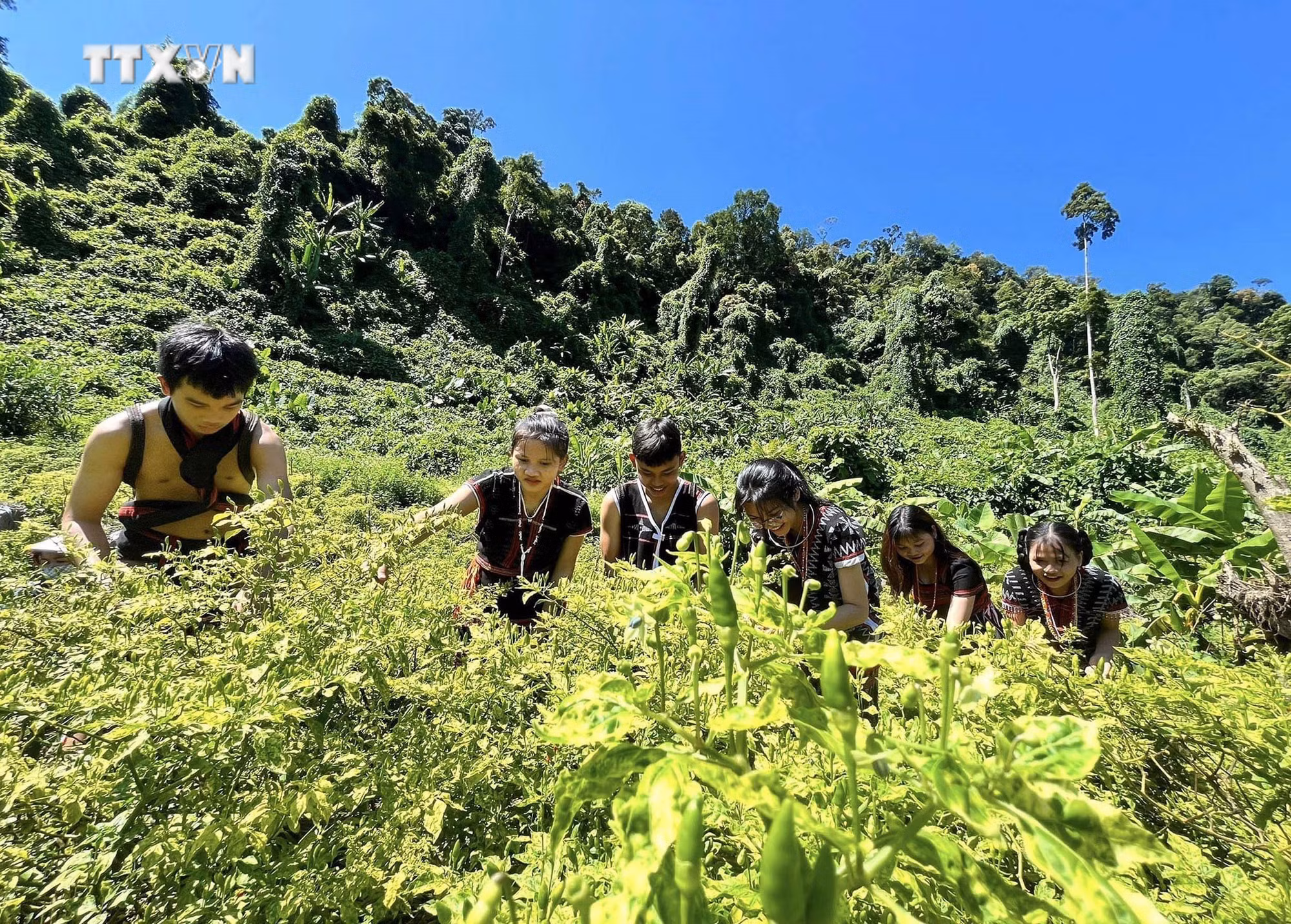 vna_potal_quang_nam_le_hoi_ot_a_rieu_lan_thu_i_-_nam_2024_7538810.jpg