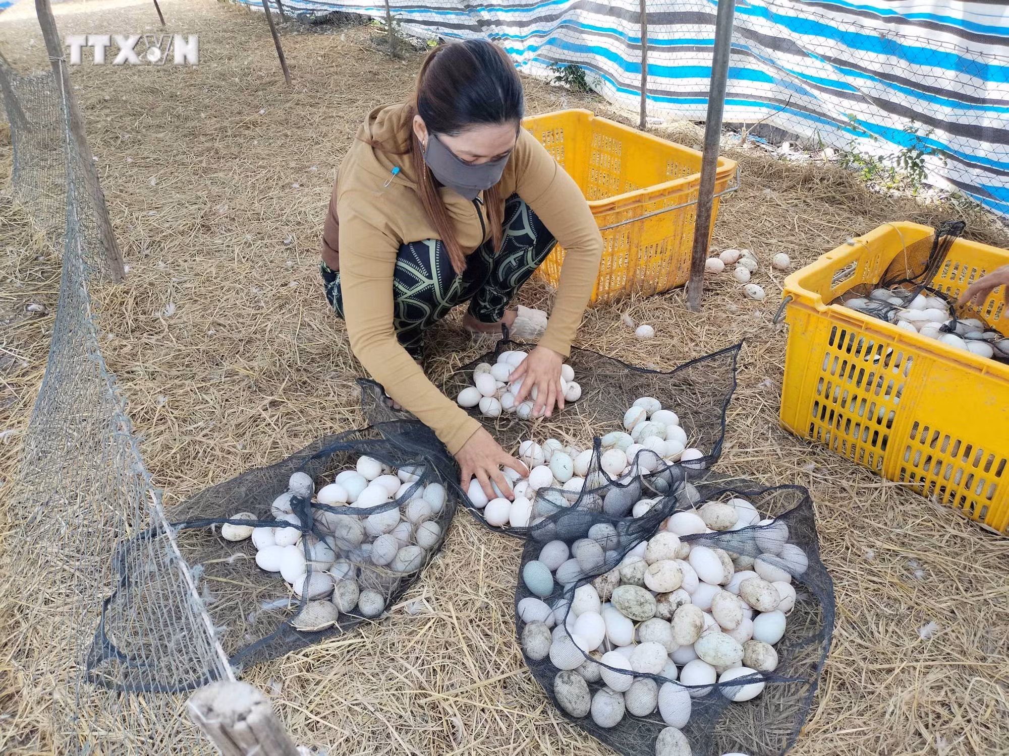 vna_potal_mo_hinh_nuoi_giong_vit_co_lay_trung_tai_dong_thap__7532979.jpg