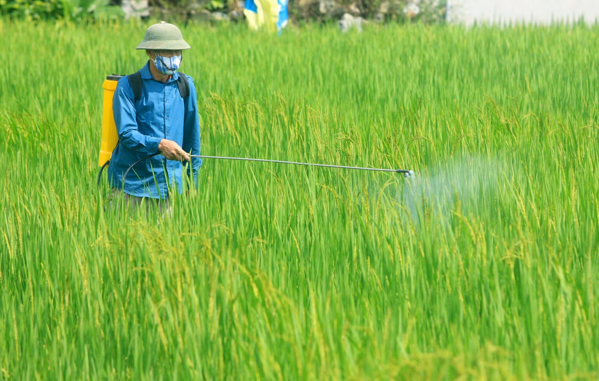 Bắc Bộ tăng cường giám sát chặt chẽ dịch hại phát sinh trên lúa